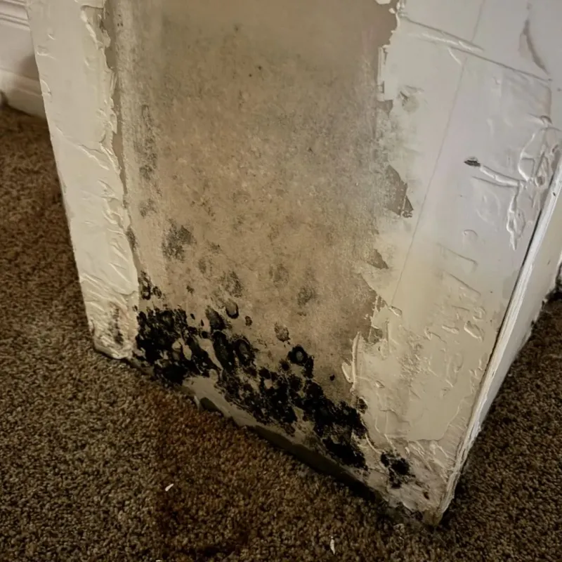 Professional Mold Removal in Eagle Mountain, TX